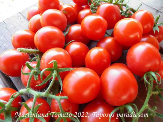 PAradicsom